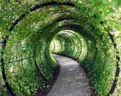 an image of a tunnel with vines growing on the sides and walkway in the middle