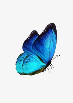 two blue butterflies flying side by side on a white background with the wings folded open