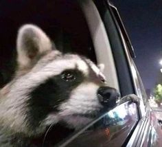 a raccoon sticking its head out the window of a car at night time