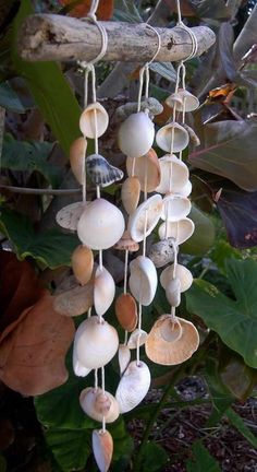 a wind chime with shells hanging from it's sides on a tree branch