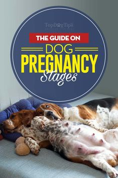 the guide on dog pregancy stages is shown with two puppies laying next to each other