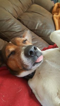 a brown and white dog laying on top of a couch