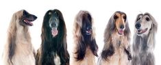 four long haired dogs are standing in a row with their heads turned to the side