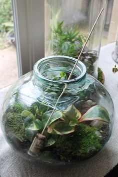 a glass jar filled with plants on top of a table next to a window sill