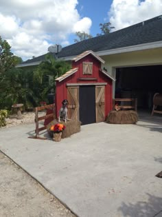 a dog is standing in front of a barn with hay bales on the ground