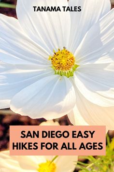 white flowers with text overlay that reads san diego easy hikes for all ages