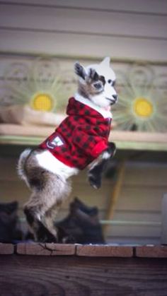 a small dog wearing a red and black sweater on top of a wooden shelf in front of a window