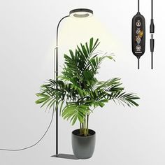 a potted plant sitting under a lamp next to a wall mounted phone charger