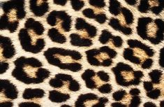 Cheetah vs. Leopard Print | What's the Difference? - Paisley + Sparrow Leopard Print Rug, Living Room Blanket, Trench Coat Outfit, Leopard Print Shoes, Leopard Skin, Animal Skin, Print Blanket, Mud Cloth, Cool Patterns