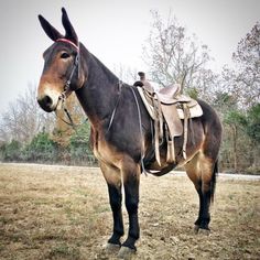 a brown and black horse standing on top of a grass covered field