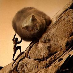 a cat is climbing up the side of a rock