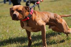 a brown dog standing on top of a lush green field