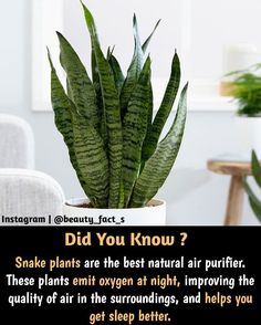 a house plant in a white pot sitting on top of a table