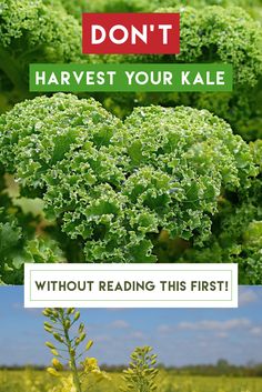 broccoli with the words don't harvest your kale without reading this first