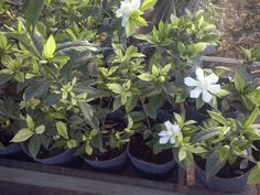 several potted plants with white flowers in them