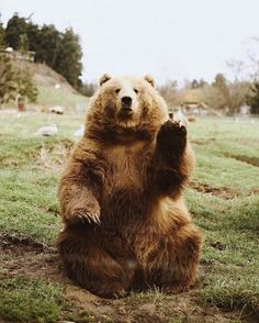 a brown bear sitting on its hind legs in the grass with his paw raised up