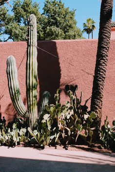 a large cactus in front of a red wall