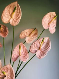 pink flowers are arranged in a vase on a table with green stems and blue background