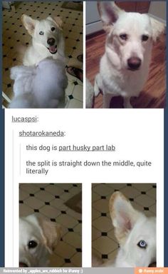 four different pictures of a white dog with blue eyes