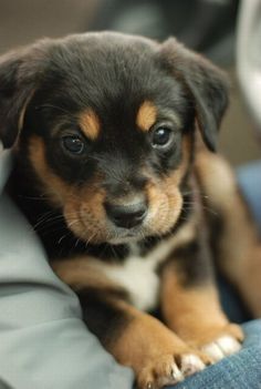 a puppy is sitting on someone's lap and looking at the camera with an intense look