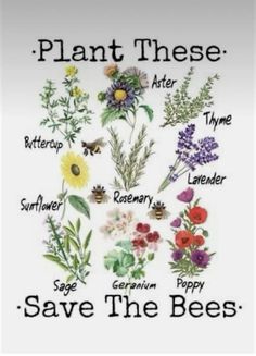 an image of plants that are labeled in the word plant these save the bees