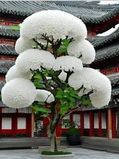 April Snow, Weird Trees, Unique Trees, Rare Flowers, Face Images, White Tree, Beautiful Flowers Pictures, Beautiful Nature Pictures, Flowering Trees