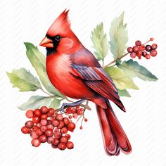 a red bird sitting on top of a branch with berries