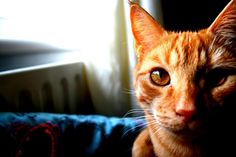 an orange cat sitting on top of a blue pillow