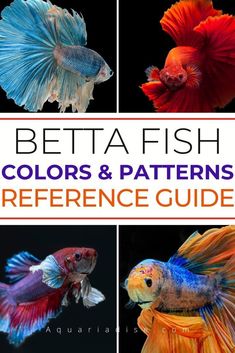 betta fish colors and patterns reference guide