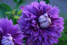 purple flowers with green leaves in the background