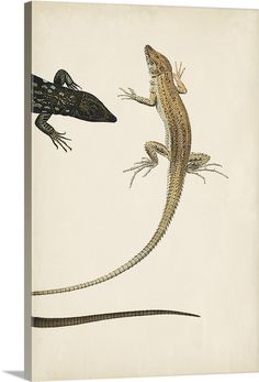 a lizard and a gecko are depicted in this antique lithoggraph print from the natural history of animals