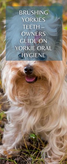 a small white dog with blue hair on it's head and the words brushing yorkshire terriers owners guide on yorkie oral hygiene