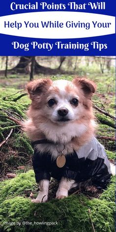 a dog wearing a costume sitting on top of a green moss covered ground with the title crucial points that will help you while giving