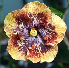 a yellow and red flower with green leaves