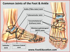 Cancellous Bone, Sesamoid Bone, Hyaline Cartilage, Drawing Legs, Muscle Anatomy, The Shins, Diagram Design