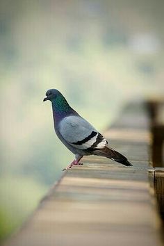 a pigeon is sitting on the edge of a wooden bench and looking at something in the distance