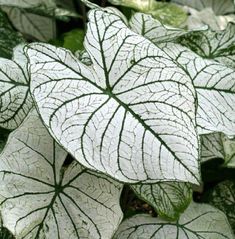 a white and green leafy plant with lots of leaves on it's sides