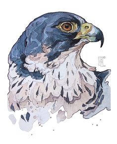 a watercolor painting of a bird with yellow eyes