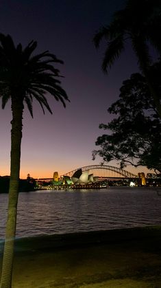 a palm tree next to the water at night with a bridge in the background and lights on