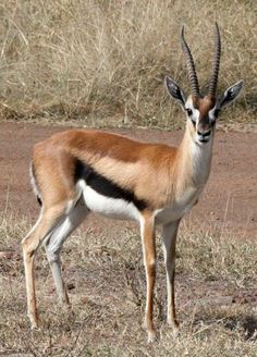 an antelope standing in the middle of a dry grass and dirt field with bushes behind it