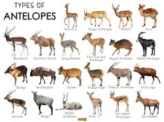 the types of antelopes are shown in this image with their names and description