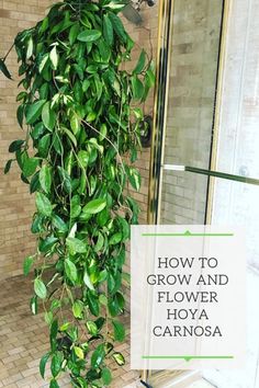 a bathroom with a green plant growing on the shower wall and tile flooring next to it