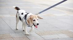 a small dog is walking down the street with its tongue out and it's mouth open