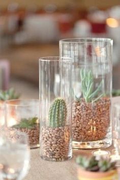 there are many glass vases with plants in them