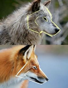 two different pictures of the same animal's head with yellow lines on it and an image of a wolf