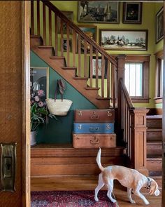 a dog is standing in front of some suitcases on the floor next to stairs