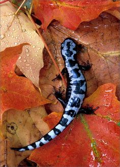 a black and white striped gecko sitting on top of leaf covered ground with water droplets