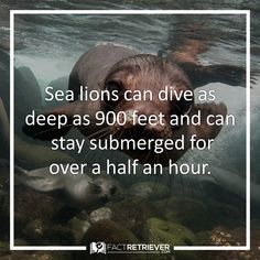 sea lions can dive as deep as 900 feet and can stay submerged for over a half an hour