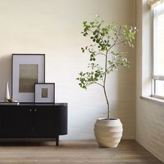 a potted plant sitting on top of a wooden table next to a white wall