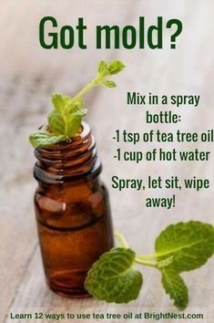 a bottle with a sprout growing out of it and the words, got mold? mix in a spray bottle 1 cup of tea tree oil